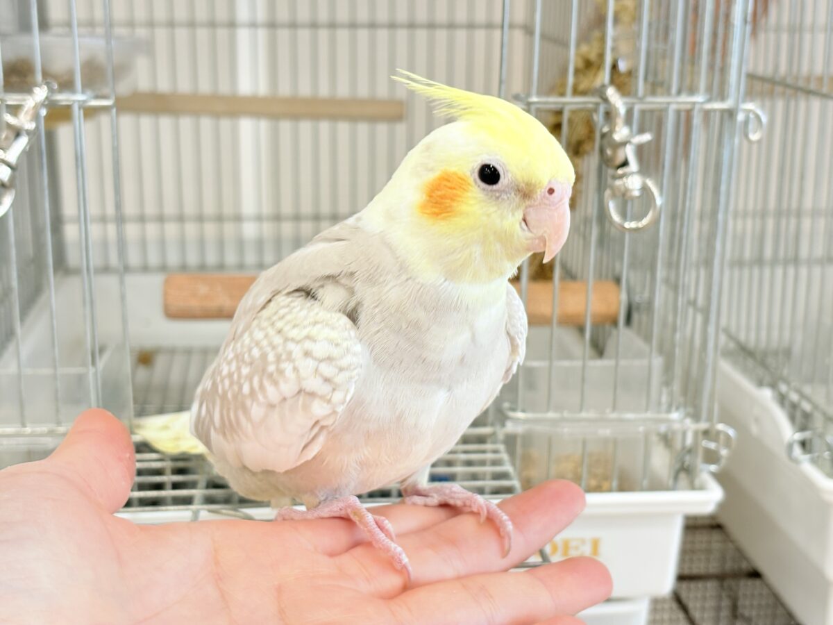 オカメインコ
