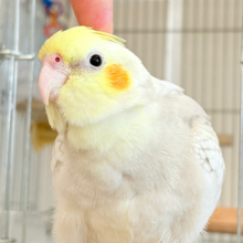 【最新画像更新🪄】ふんわりラテカラー🐥☕️オカメインコ(シナモンパールパイド)