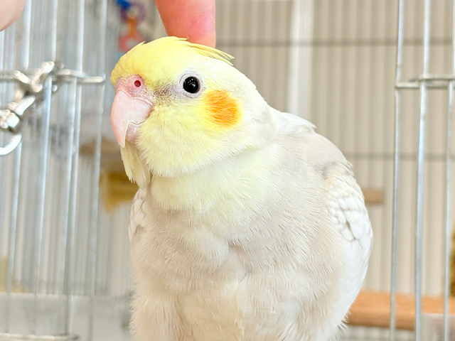 【最新画像更新🪄】ふんわりラテカラー🐥☕️オカメインコ(シナモンパールパイド)