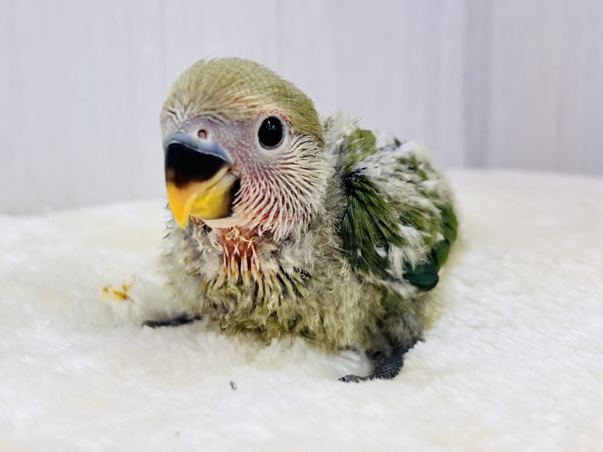 コザクラインコ（小桜インコ）