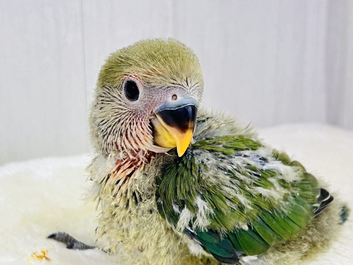 コザクラインコ（小桜インコ）