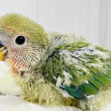 パッと花咲くかな❓🌺小桜インコのノーマル💚