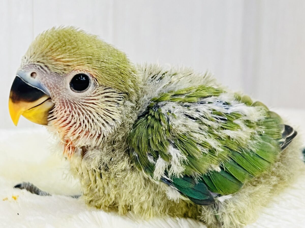 パッと花咲くかな❓🌺小桜インコのノーマル💚