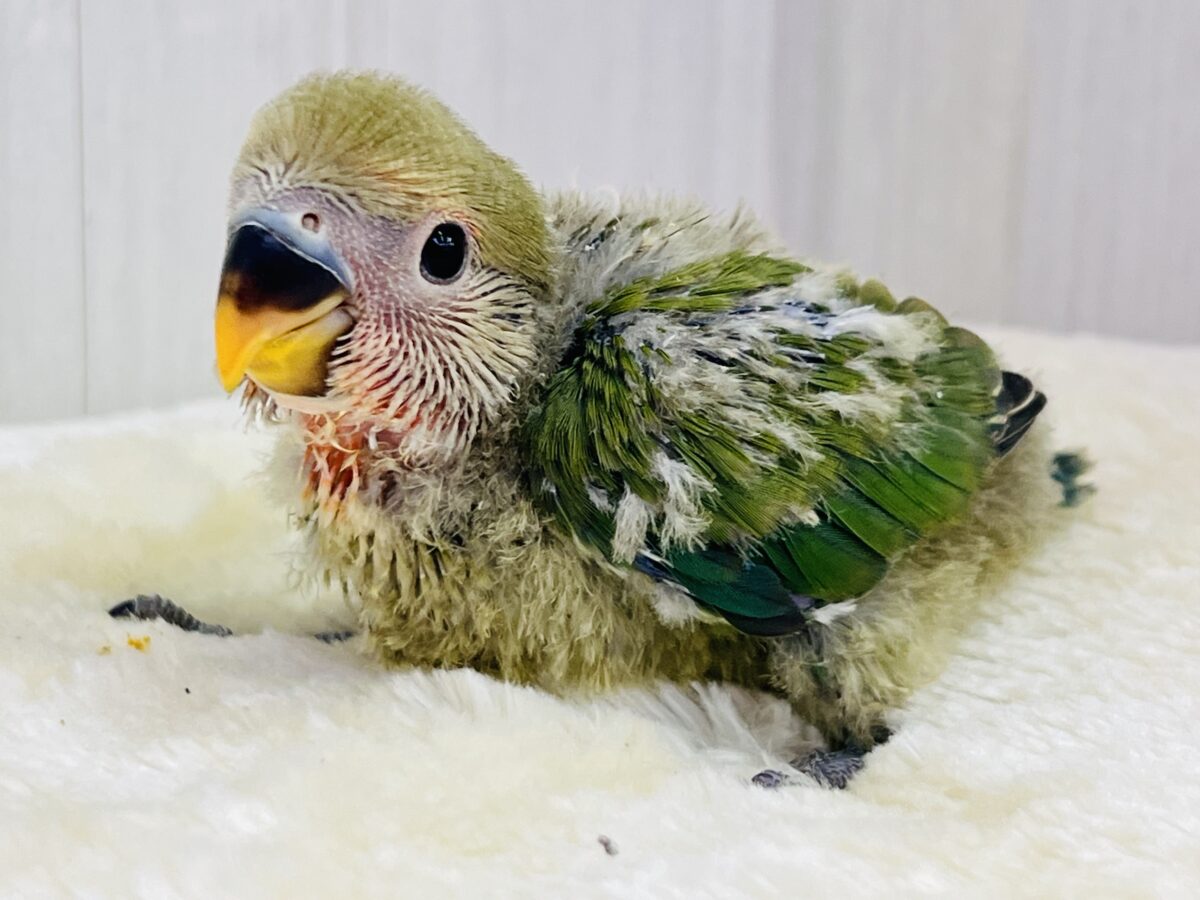 コザクラインコ（小桜インコ）