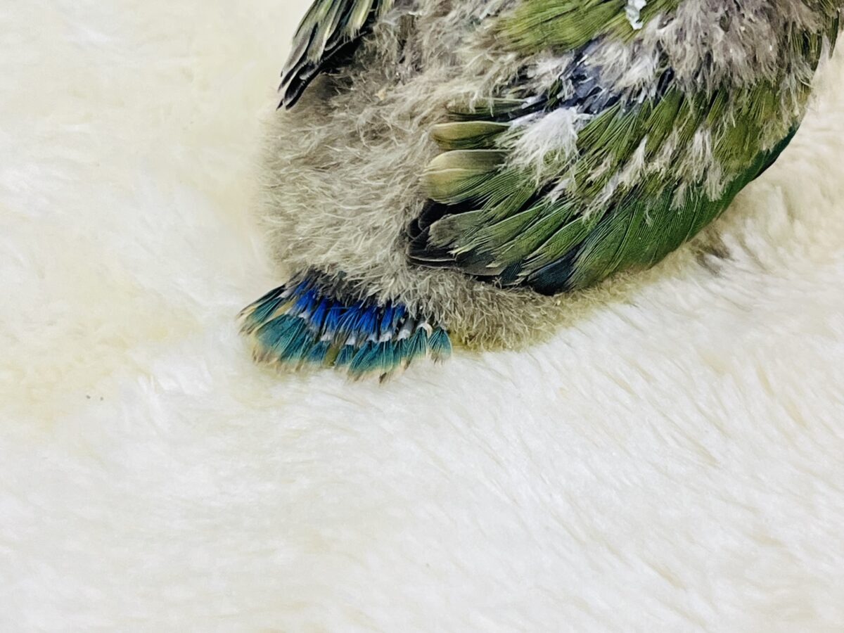 コザクラインコ（小桜インコ）
