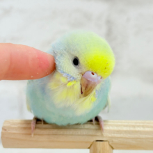 【最新画像更新🪄】甘々クリームソーダちゃん🍹🫧セキセイインコ(パステルカラーレインボー) ヒナ