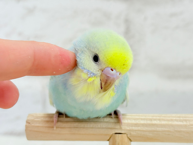 【最新画像更新🪄】甘々クリームソーダちゃん🍹🫧セキセイインコ(パステルカラーレインボー) ヒナ