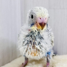 さりげない美しさ✨将来有望です！セキセイインコのパステルレインボースパングル🩶