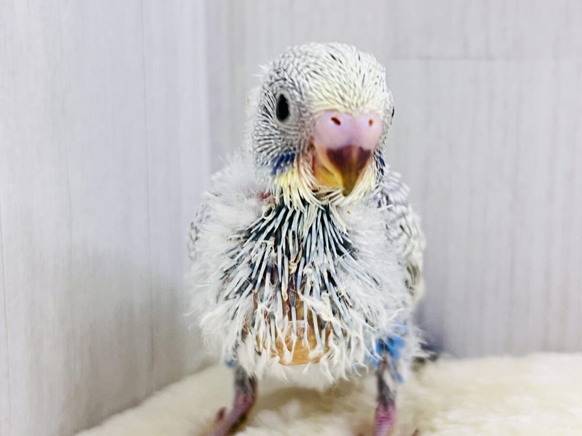 さりげない美しさ✨将来有望です！セキセイインコのパステルレインボースパングル🩶