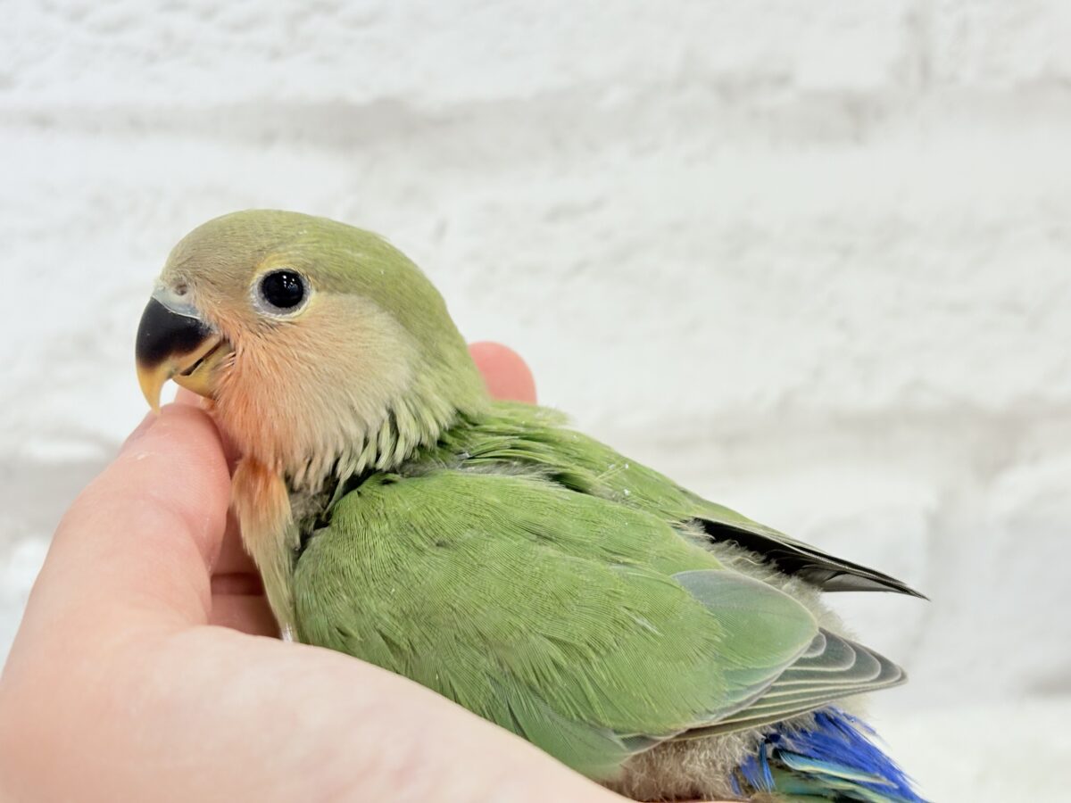 コザクラインコ（小桜インコ）