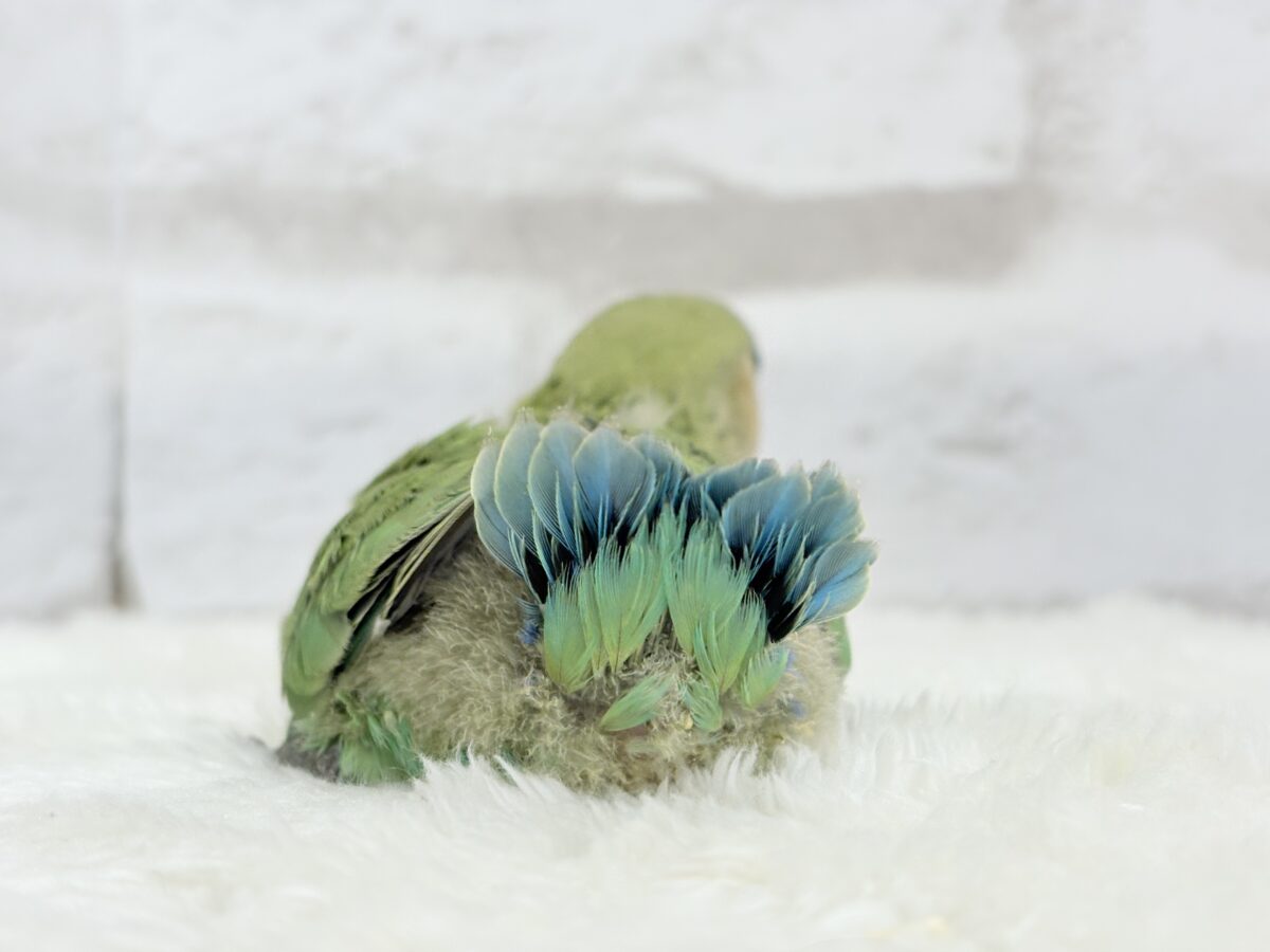 コザクラインコ（小桜インコ）