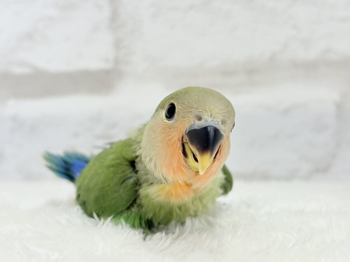 コザクラインコ（小桜インコ）