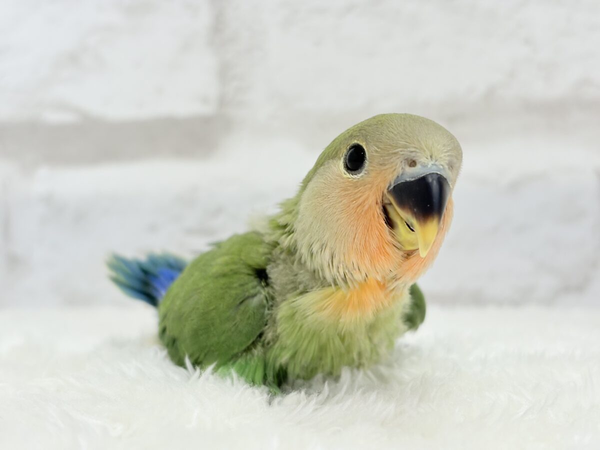 コザクラインコ（小桜インコ）