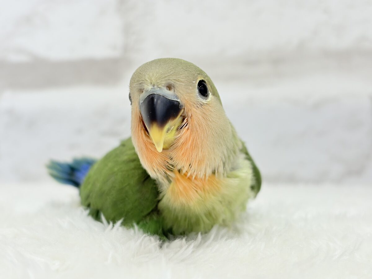コザクラインコ（小桜インコ）