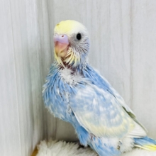 シュワっと弾ける🌟爽やか度100％🩵セキセイインコのパステルレインボー🌈