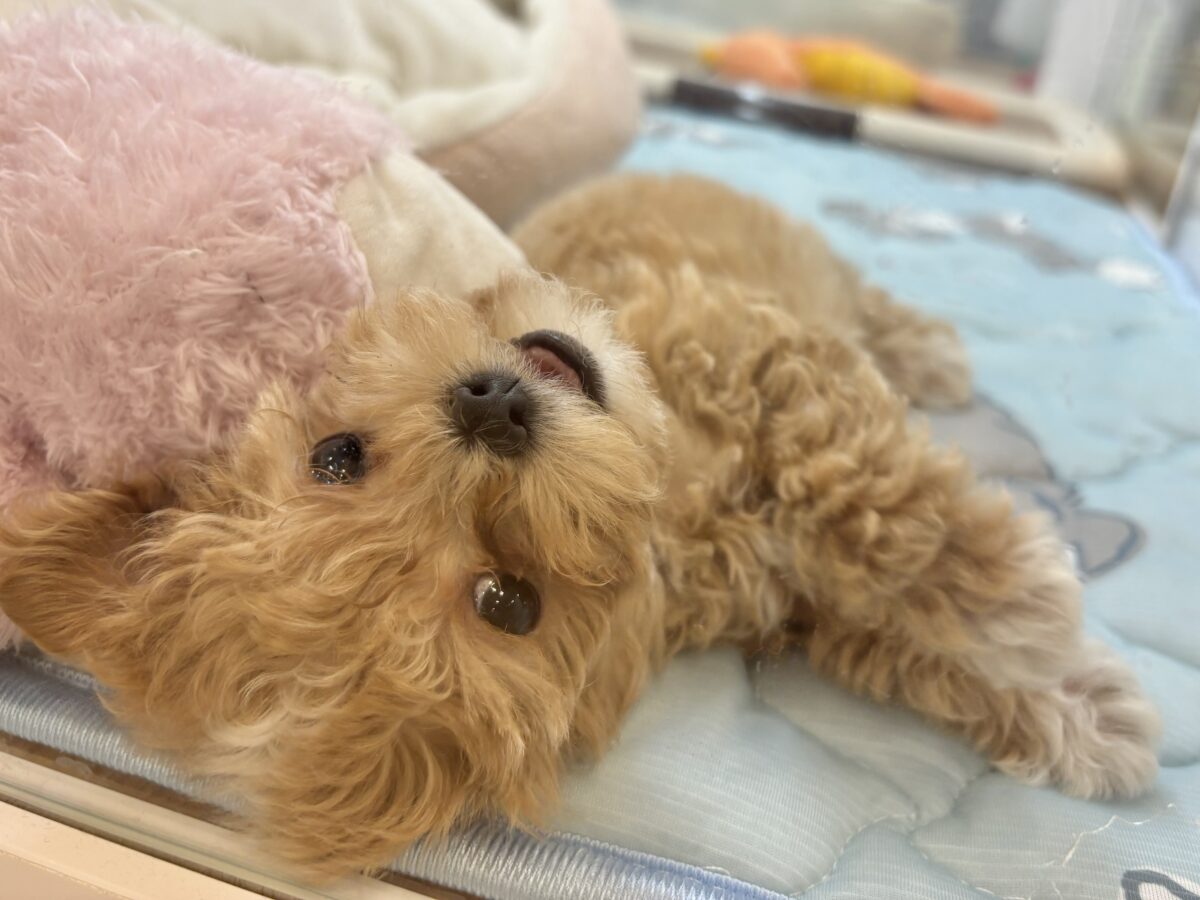 マルプー