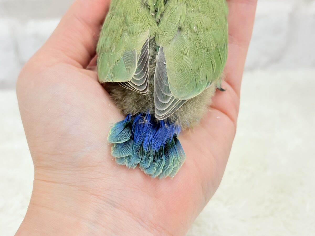 コザクラインコ（小桜インコ）