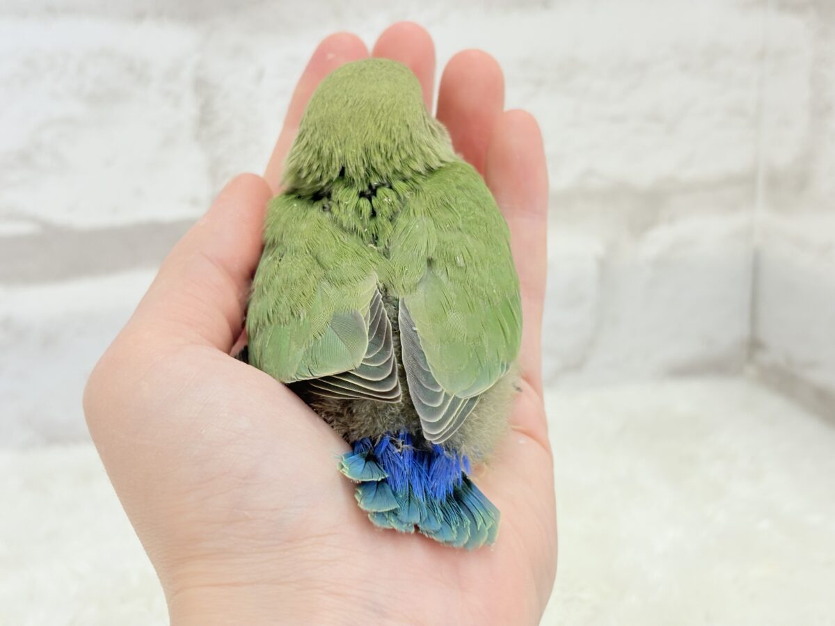 コザクラインコ（小桜インコ）