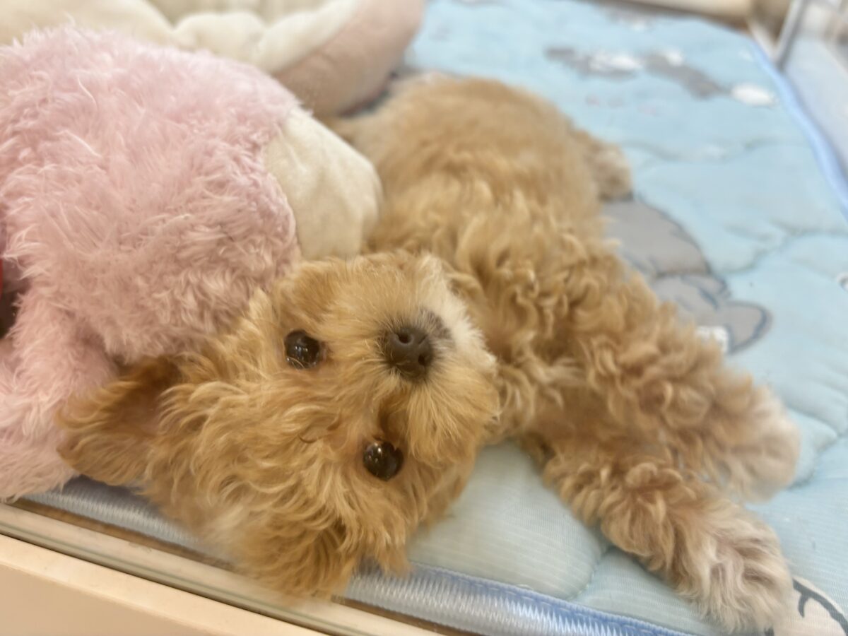 マルプー