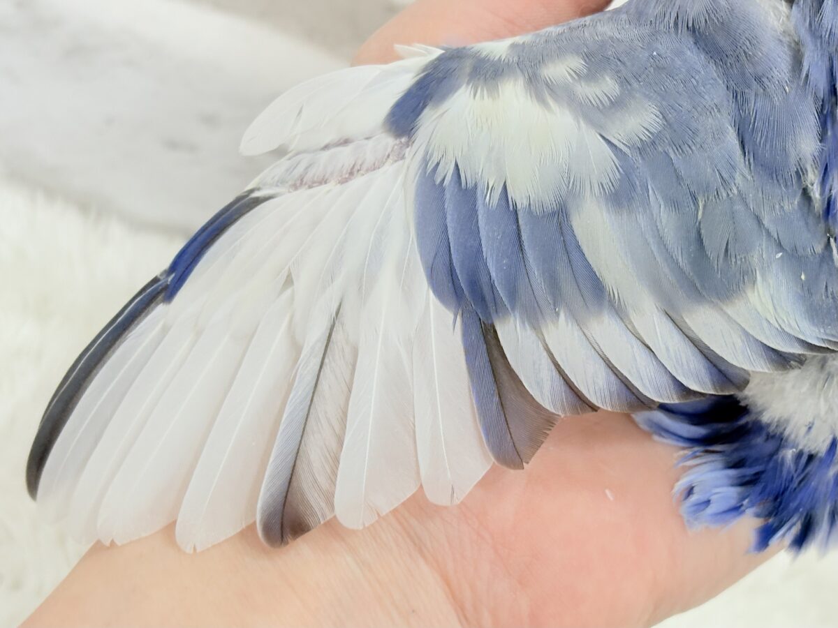 【最新画像更新🪄】未来が楽しみ♬*°わくわくコザたん🐣💜コザクラインコ(バイオレットパイド) ヒナ コザクラインコ(小桜インコ)