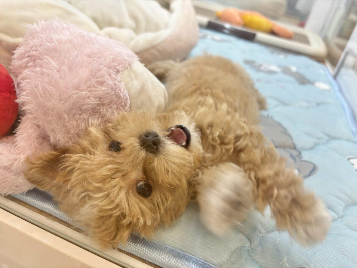 マルプー