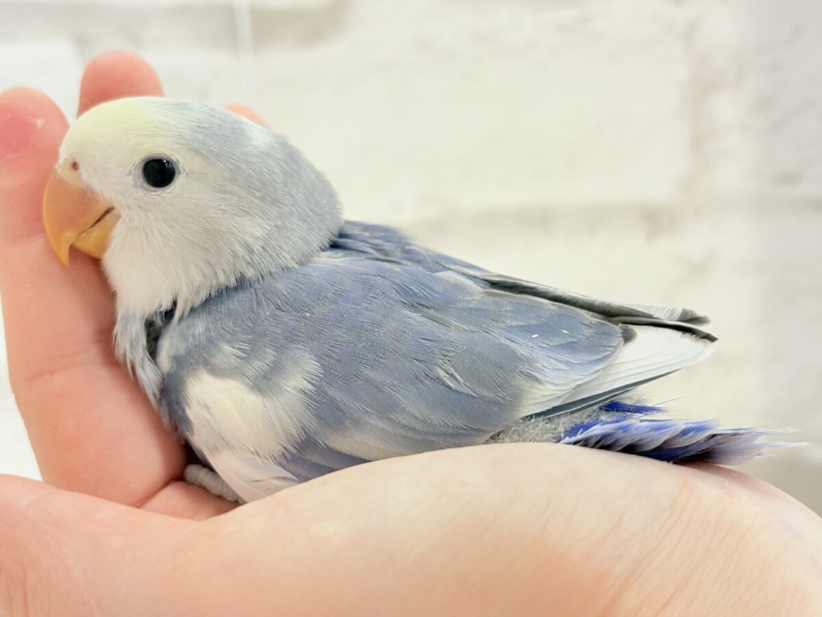 【最新画像更新🪄】未来が楽しみ♬*°わくわくコザたん🐣💜コザクラインコ(バイオレットパイド) ヒナ コザクラインコ(小桜インコ)