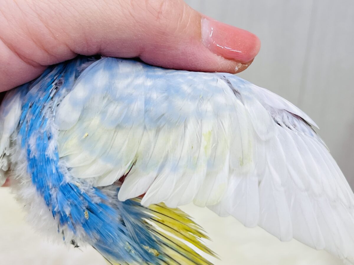 セキセイインコ
