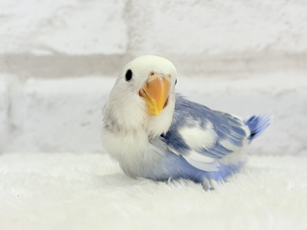 【最新画像更新🪄】未来が楽しみ♬*°わくわくコザたん🐣💜コザクラインコ(バイオレットパイド) ヒナ コザクラインコ(小桜インコ)
