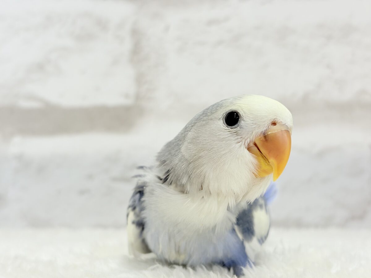 【最新画像更新🪄】未来が楽しみ♬*°わくわくコザたん🐣💜コザクラインコ(バイオレットパイド) ヒナ コザクラインコ(小桜インコ)