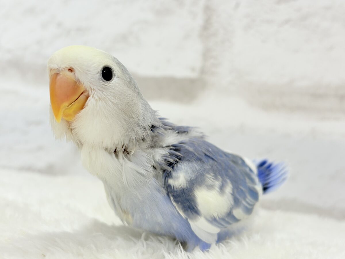 コザクラインコ（小桜インコ）