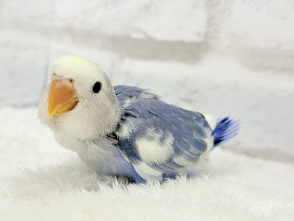 コザクラインコ（小桜インコ）