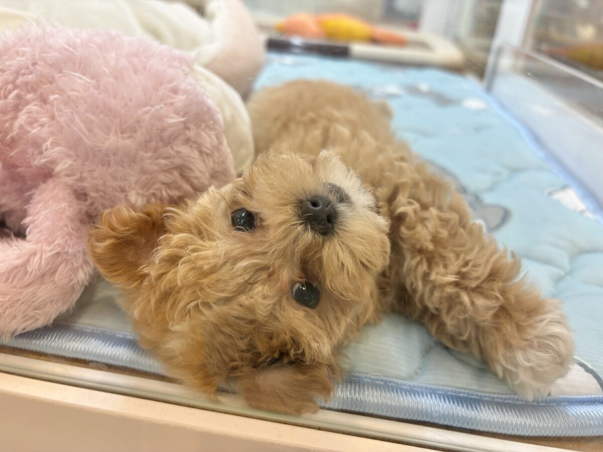 マルプー