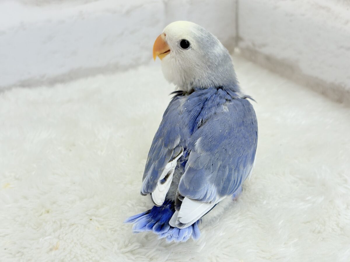 コザクラインコ（小桜インコ）