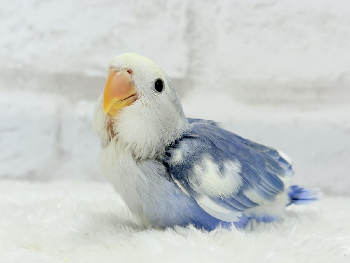 【最新画像更新🪄】未来が楽しみ♬*°わくわくコザたん🐣💜コザクラインコ(バイオレットパイド) ヒナ コザクラインコ(小桜インコ)