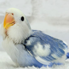 【最新画像更新🪄】未来が楽しみ♬*°わくわくコザたん🐣💜コザクラインコ(バイオレットパイド) ヒナ
