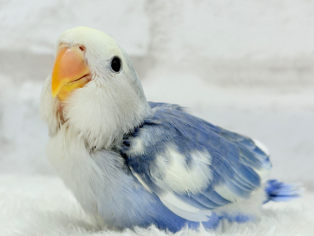 【最新画像更新🪄】未来が楽しみ♬*°わくわくコザたん🐣💜コザクラインコ(バイオレットパイド) ヒナ 【最新画像更新🪄】未来が楽しみ♬*°わくわくコザたん🐣💜コザクラインコ(バイオレットパイド) ヒナ