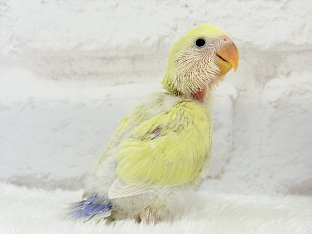【最新画像更新🪄】ふんわり柔らか癒し系🪅コザクラインコ(シナモン) ヒナ コザクラインコ(小桜インコ)