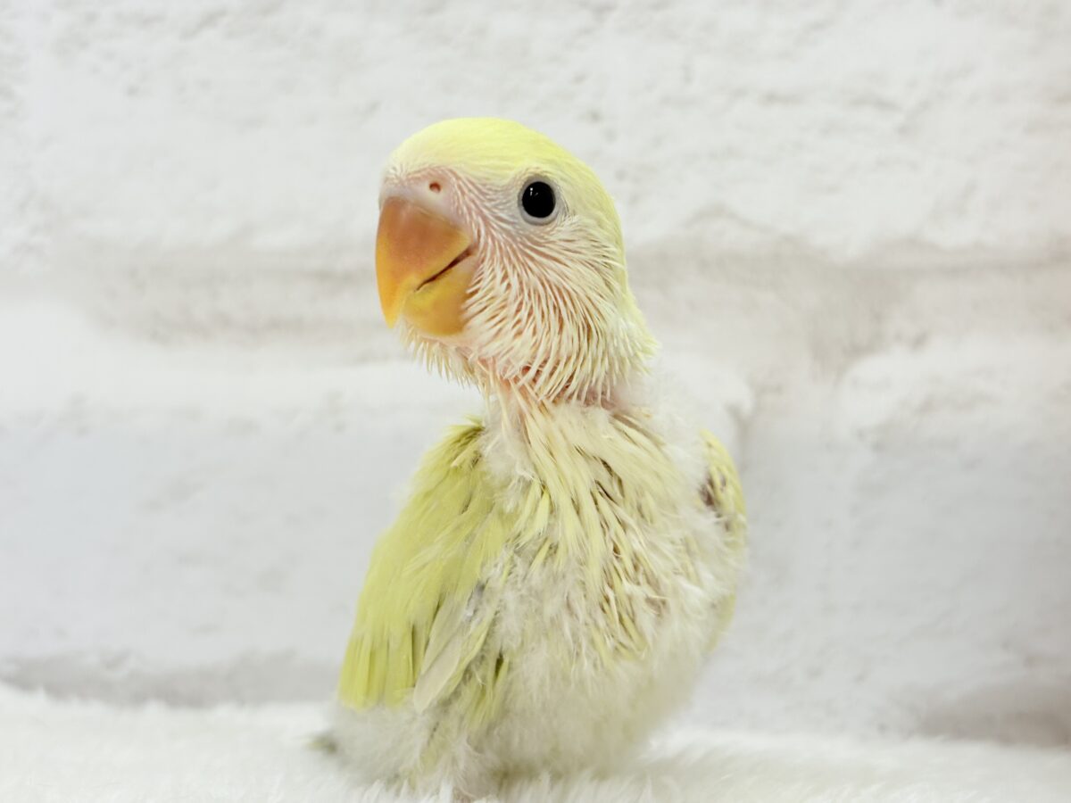 コザクラインコ（小桜インコ）