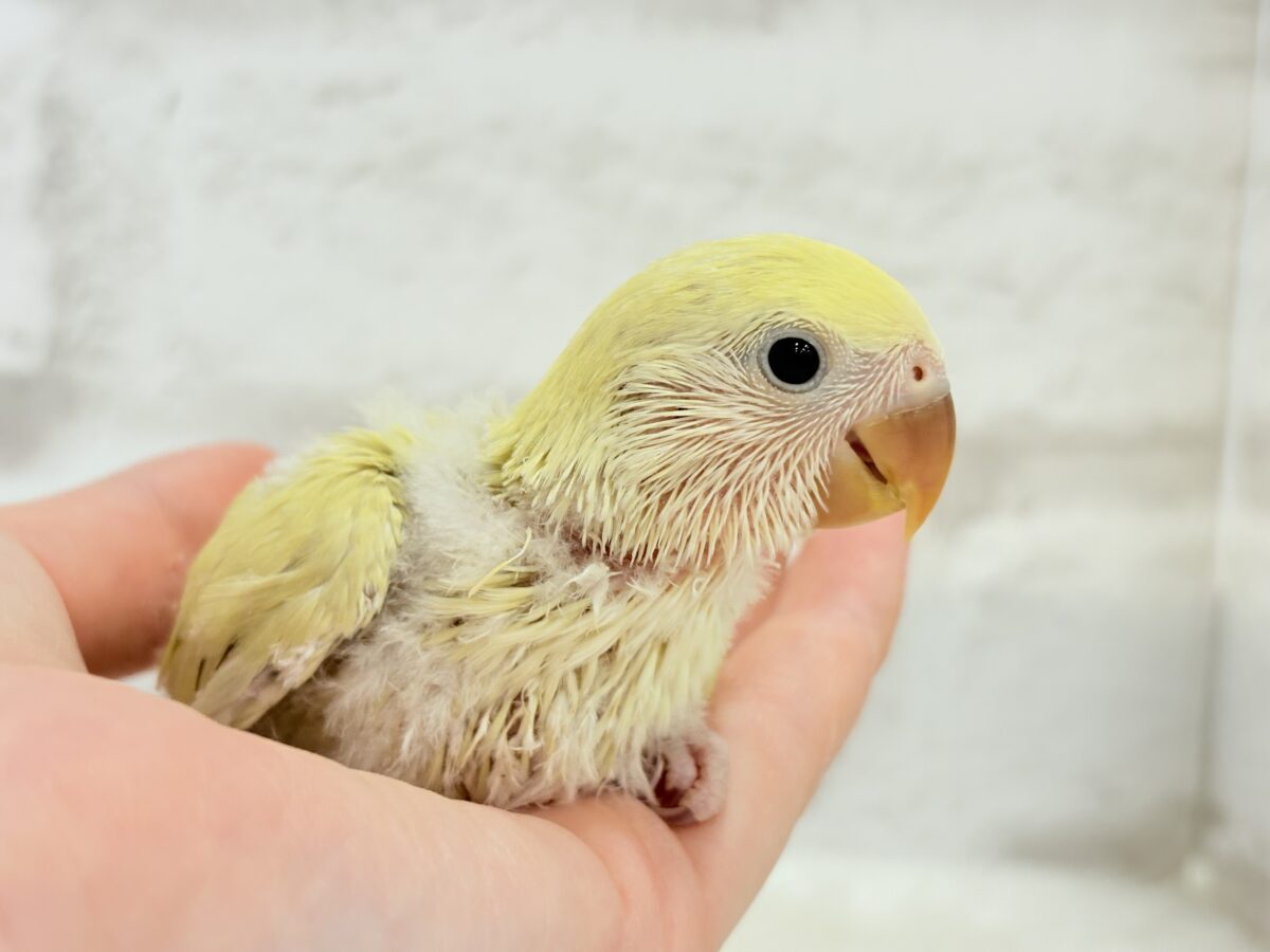 コザクラインコ（小桜インコ）