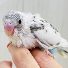 しましまヘアバンドでおしゃれ✨セキセイインコの白ハルクイン🤍💙