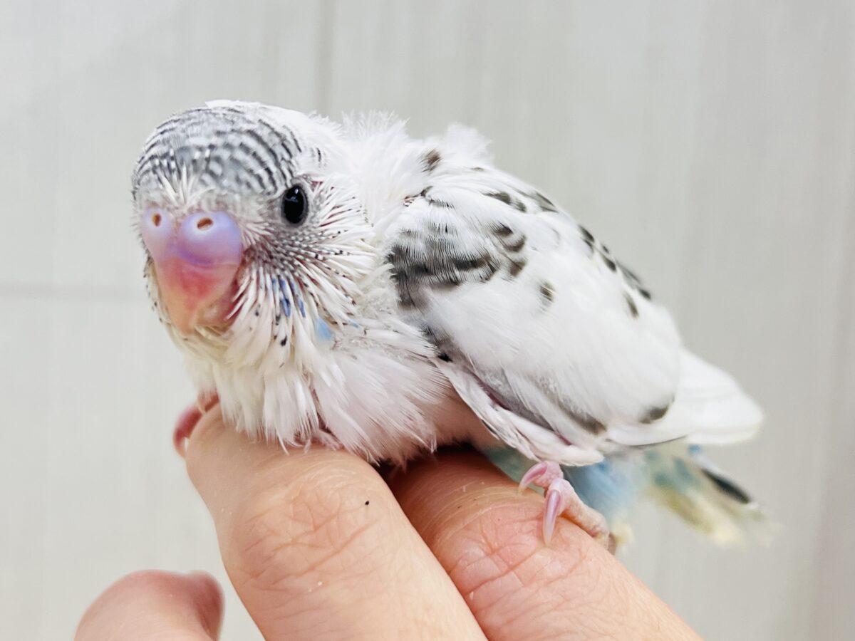 しましまヘアバンドでおしゃれ✨セキセイインコの白ハルクイン🤍💙