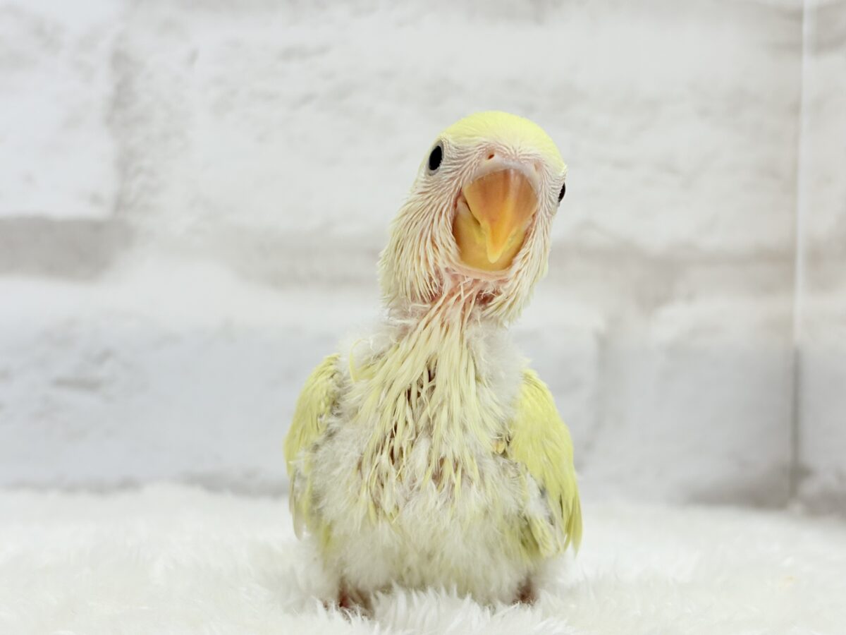 コザクラインコ（小桜インコ）
