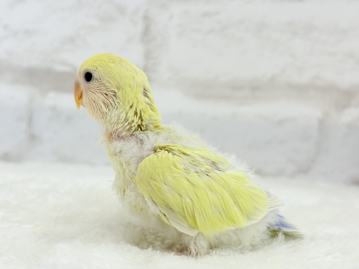 コザクラインコ（小桜インコ）