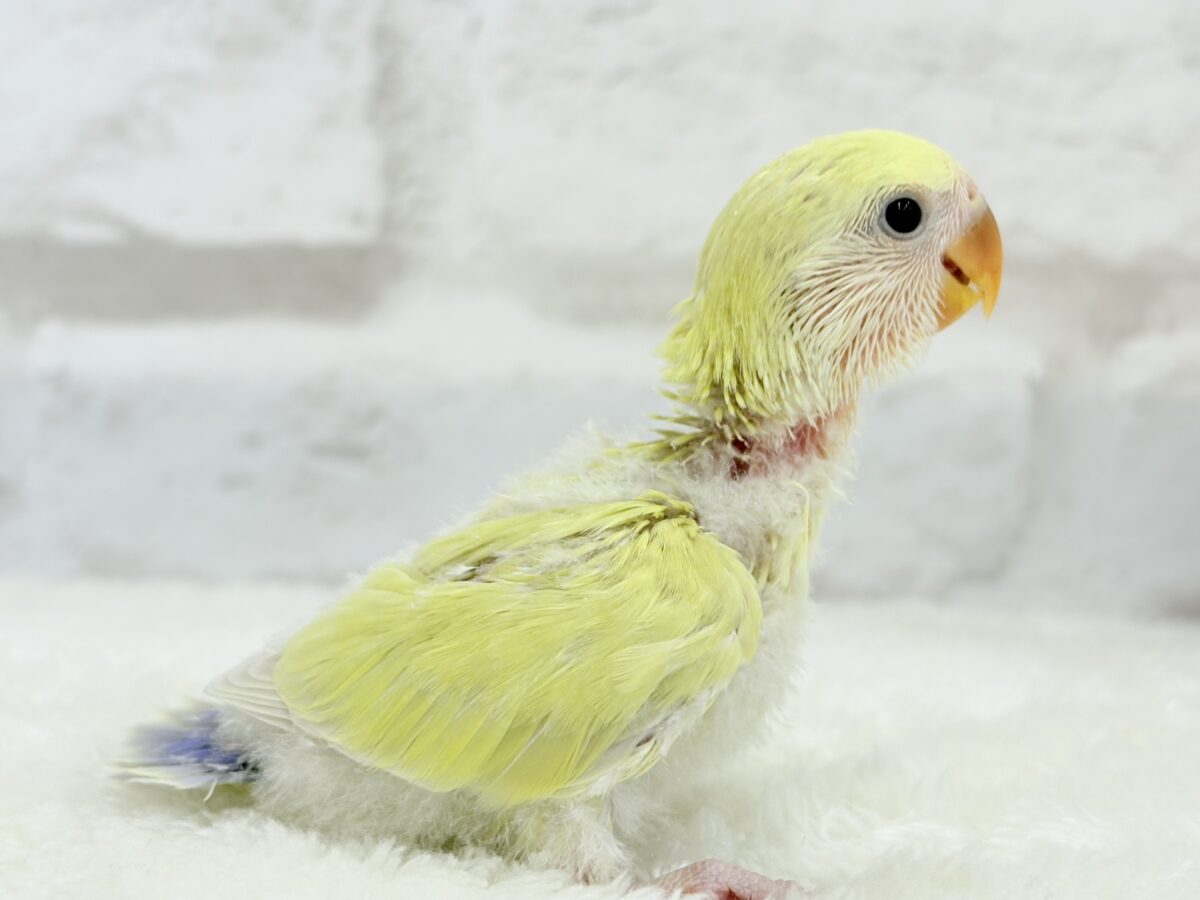 コザクラインコ（小桜インコ）