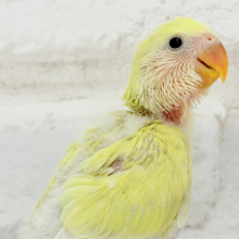 【最新画像更新🪄】ふんわり柔らか癒し系🪅コザクラインコ(シナモン) ヒナ
