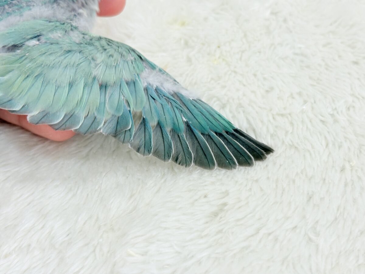 コザクラインコ（小桜インコ）