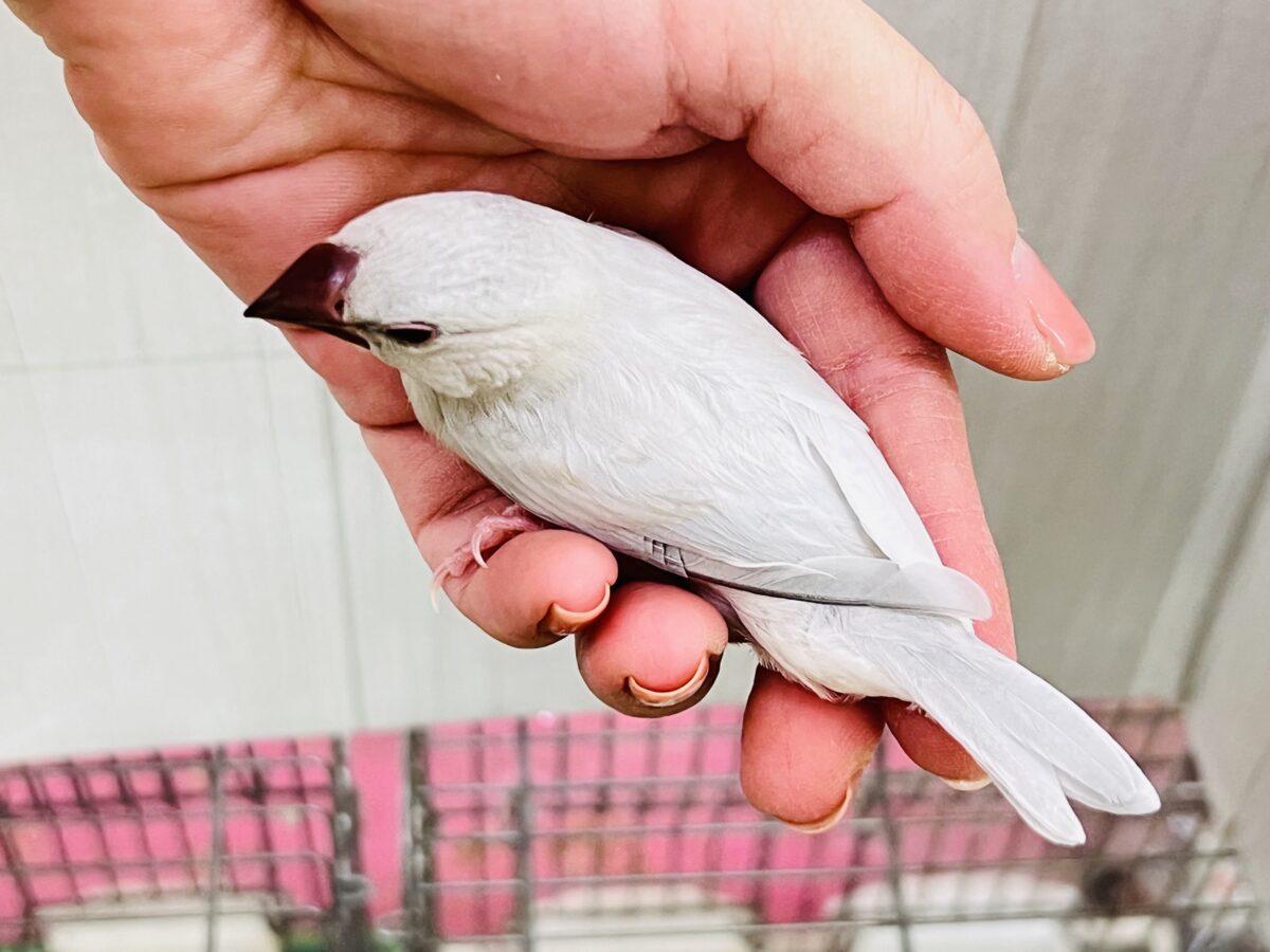 シルバー文鳥