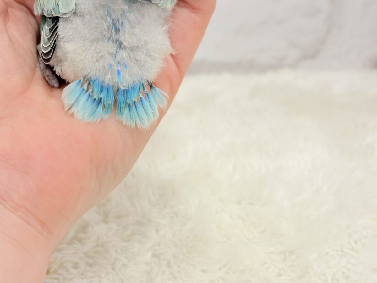 【最新画像更新🪄】わた毛たっぷり青リンゴちゃん🐣🍏コザクラインコ(ブルーチェリーオパーリンパイド) ヒナ コザクラインコ(小桜インコ)