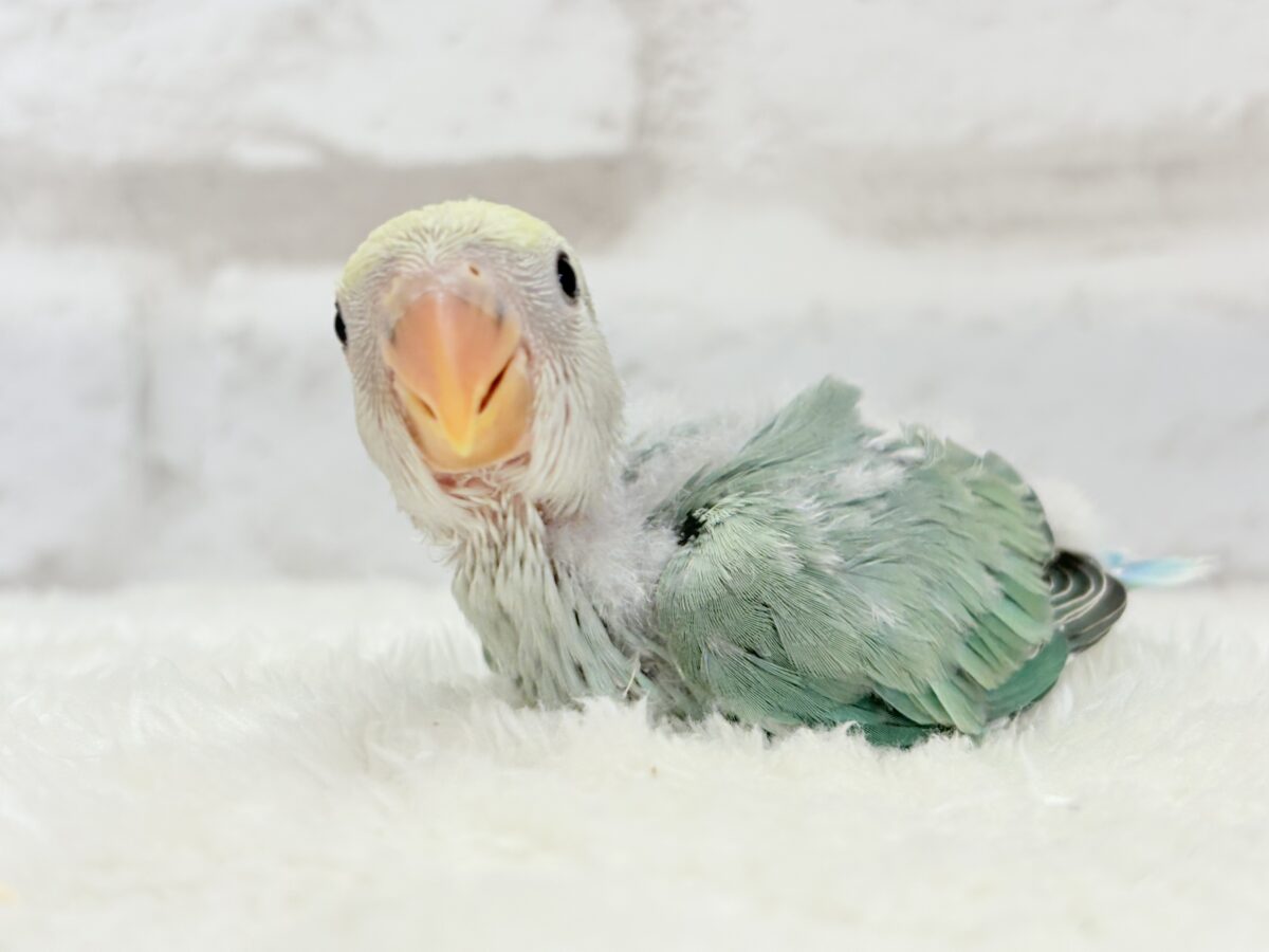 コザクラインコ（小桜インコ）