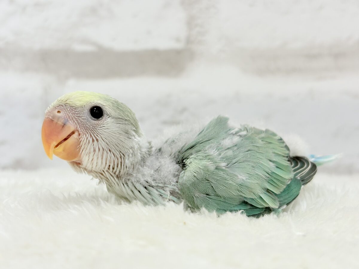 【最新画像更新🪄】わた毛たっぷり青リンゴちゃん🐣🍏コザクラインコ(ブルーチェリーオパーリンパイド) ヒナ コザクラインコ(小桜インコ)